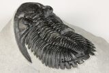 2.4" Detailed Hollardops Trilobite - Nice Eye Facets - #202954-3